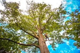 Best Emergency Tree Removal  in Long Beach, CA